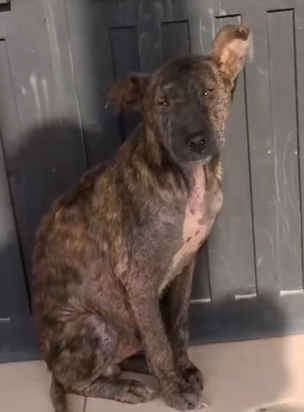 Part2 Animals Rescue #dogrescue #rescuedog #dogsofttiktok #foryoupage #foryou #dogs