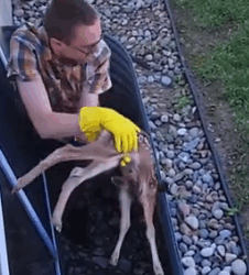 I saved a trapped deer and them… #animals #animalsoftiktok #rescue #deer_part2