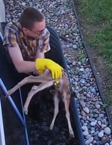 I saved a trapped deer and them… #animals #animalsoftiktok #rescue #deer_part2