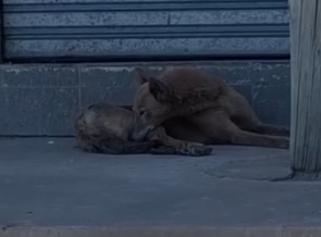 Part2 Animals Rescue #dogrescue #rescuedog #dogsofttiktok #foryoupage #foryou #dogs