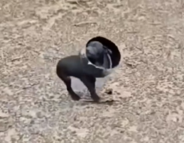 He was struggling, choking… a tiny life caught in a plastic trap. #fbyシvideo #dog_part2