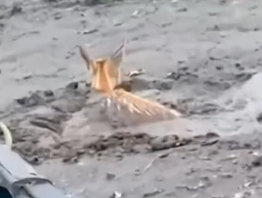 In the deep mud rescue helpless baby deer_part2