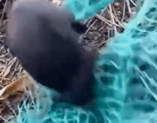 Puppy Struggling for life_part2