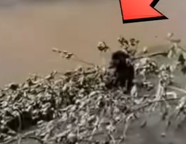 Part2 Animals Rescue #dogrescue #rescuedog #dogsofttiktok #foryoupage #foryou #dogs