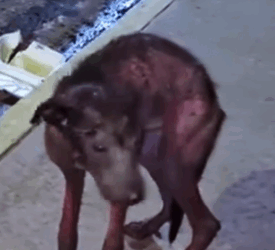 Part2 Animals Rescue #dogrescue #rescuedog #dogsofttiktok #foryoupage #foryou #dogs