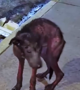 Part2 Animals Rescue #dogrescue #rescuedog #dogsofttiktok #foryoupage #foryou #dogs