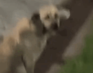 Part2 Animals Rescue #dogrescue #rescuedog #dogsofttiktok #foryoupage #foryou #dogs