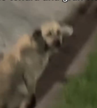 Part2 Animals Rescue #dogrescue #rescuedog #dogsofttiktok #foryoupage #foryou #dogs