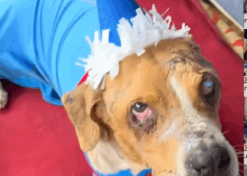 Part2 Animals Rescue #dogrescue #rescuedog #dogsofttiktok #foryoupage #foryou #dogs