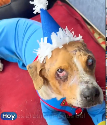 Part2 Animals Rescue #dogrescue #rescuedog #dogsofttiktok #foryoupage #foryou #dogs