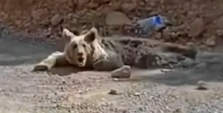 parte 468 rescue a family of bears that the mother has been dressed in let’s try to save the whole family❤️ #_part2