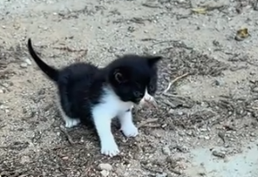 I found a little stray cat.My dog brought it home,and then…_part2