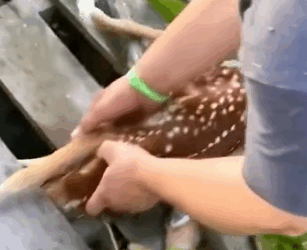 Rescue a baby deer and the ending #rescue #animal #rescueanimals #deer #deertiktok_part2