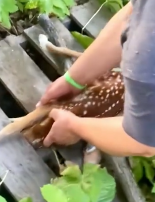Rescue a baby deer and the ending #rescue #animal #rescueanimals #deer #deertiktok_part2
