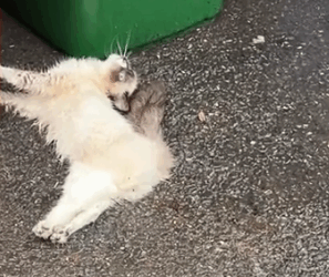 Rescue a cat on a rainy day and then #rescue #animals #fyp #cat #kitten #kitty_part2