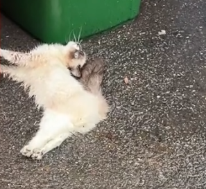 Rescue a cat on a rainy day and then #rescue #animals #fyp #cat #kitten #kitty_part2