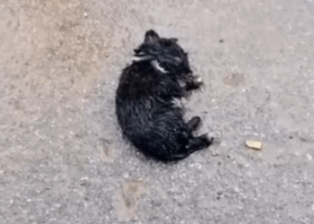 He Was Freezing on the Road… Until a Mama Dog Did THIS_part2