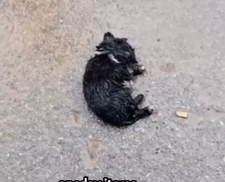 He Was Freezing on the Road… Until a Mama Dog Did THIS_part2