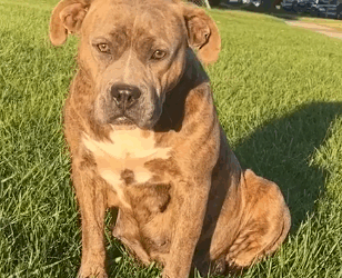 Part2.Animals Rescue #dogrescue #rescuedog #dogsofttiktok #foryoupage #foryou #dogs