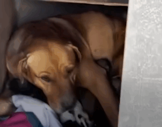 Mama Dog And Her Babies Get Rescued In The Middle Of The Desert_part2