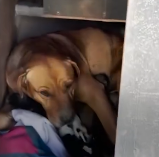 Mama Dog And Her Babies Get Rescued In The Middle Of The Desert_part2