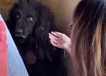 Fluffy Dog Spent 6 Years Living In The Corner Of This House_part2