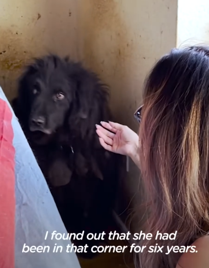 Fluffy Dog Spent 6 Years Living In The Corner Of This House_part2