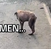 PLEASE DONT SCROLL… stay for 60 seconds 🙏🏼❤️ #dogrescue #gofundme #animalrights #fyp #dogsoftiktok_part2