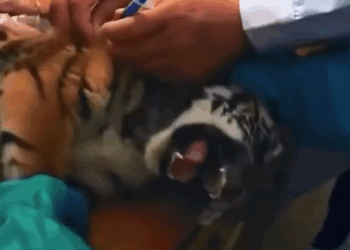 Part2.Animals Rescue #dogrescue #rescuedog #dogsofttiktok #foryoupage #foryou #dogs