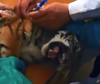 Part2.Animals Rescue #dogrescue #rescuedog #dogsofttiktok #foryoupage #foryou #dogs