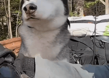 Guy Does The Sweetest Thing For His Senior Dog Who Loves To Motorcycle_part2