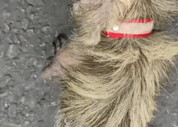 Part2 .Animals Rescue #dogrescue #rescuedog #dogsofttiktok #foryoupage #foryou #dogs