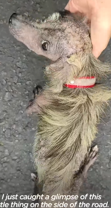 Part2 .Animals Rescue #dogrescue #rescuedog #dogsofttiktok #foryoupage #foryou #dogs