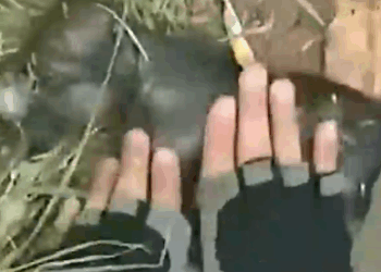 Man saves drowning puppy_part2