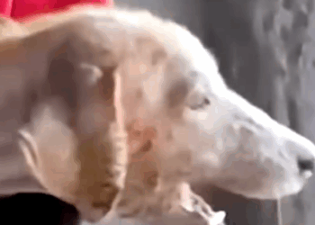 How love and care can change a pet 🐕♥_part2