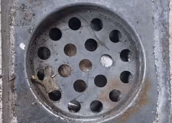 Rescuing stray kitten from drain pipe 🐈_part2