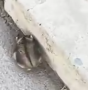 A Street Wonderer to Cozy Cornor 🥹_part2