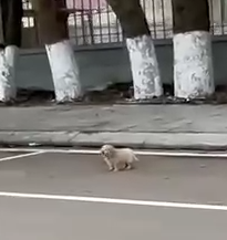 A Puppy that lost its mother is so pitiful._part2