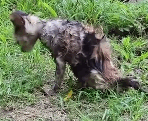 A Little Poor Kitten Was Found Alone In The Field_part2