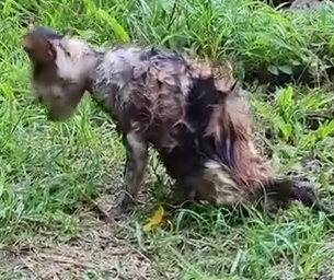 A Little Poor Kitten Was Found Alone In The Field_part2