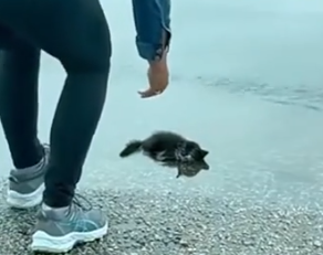 I saw a cat lying in a puddle #rescue #animals #animalsoftiktok_part2