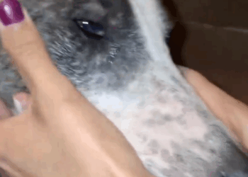 Part2 Animals Rescue #dogrescue #rescuedog #dogsofttiktok #foryoupage #foryou #dogs