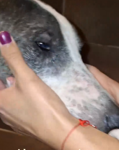 Part2 Animals Rescue #dogrescue #rescuedog #dogsofttiktok #foryoupage #foryou #dogs