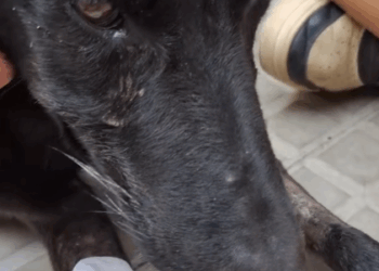 Part2 Animals Rescue #dogrescue #rescuedog #dogsofttiktok #foryoupage #foryou #dogs