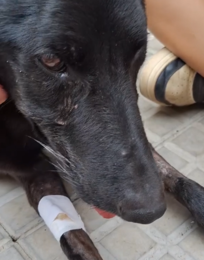 Part2 Animals Rescue #dogrescue #rescuedog #dogsofttiktok #foryoupage #foryou #dogs