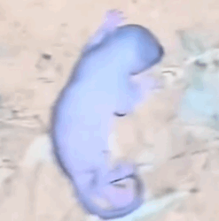 Helpless Soul Found Dying On The Streets_part2