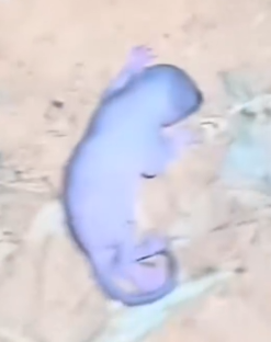 Helpless Soul Found Dying On The Streets_part2