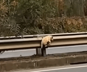 Left alone on the roadside, a tiny puppy’s legs and mouth were taped shut_part2