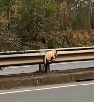 Left alone on the roadside, a tiny puppy’s legs and mouth were taped shut_part2