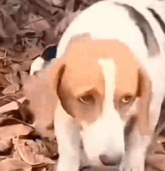 Rescing and adopted of abandoned mama dog and Her babies_part2